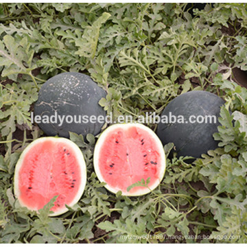 MW10 Yuan high yield bright red flesh hybrid round watermelon seeds price